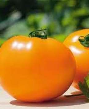 Томат НУКСІ (KS 17) F1 / NUKSI F1 - 10нас. Kitano Seeds Томат НУКСІ (KS 17) F1 / NUKSI F1 - 10нас. Kitano Seeds