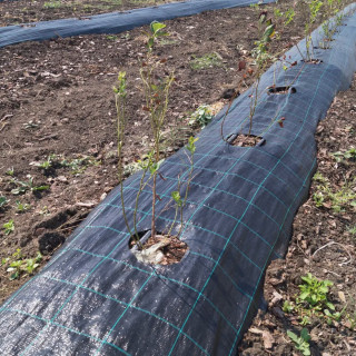 Агротканина Agrocover чорна 100 г/м² 5,25х100 м Агротканина Agrocover чорна 100 г/м² 5,25х100 м